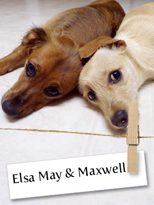Did Anyone Say Dress-up? Meet Elsa May and Maxwell!