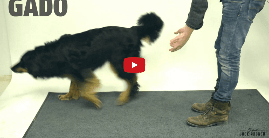 Do You Believe in Magic? These Dogs Reacting to Magic Tricks Will Make Your Day Complete!