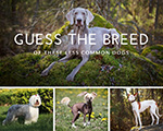 Do You Know These Dog Breeds?