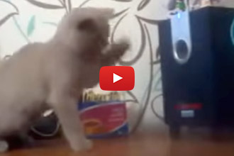 Does Anyone Else Think This Cat Is Trying To Catch The Bass?