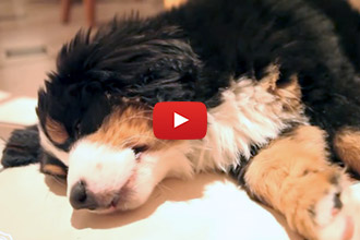 Does Your Dog Do This When He Sleeps?