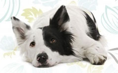 Does Your Pet Have Kidney Disease?