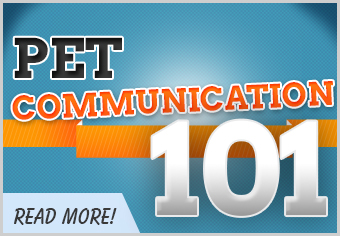 Dog and Cat Communication Infographic