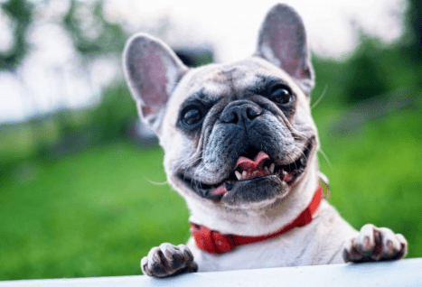 Dog Ear Infections: Causes, Treatment and the Best Home Remedies