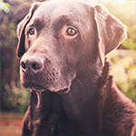 Dog Food: The Best Brands