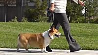 Dog Walking Tips Part 1: Techniques and Tips