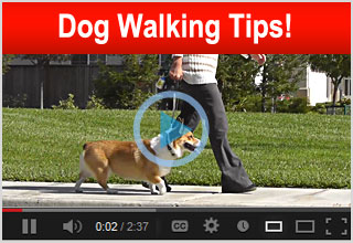Dog Walking Tips Video
