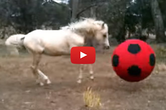 Dogs Aren't The Only Ones Who Love To Chase Balls!