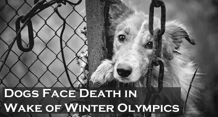 Dogs Face Death in Wake of Winter Olympics: One Shelters Race to Save Hundreds