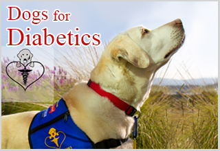 Dogs4Diabetics is Saving Lives with a New Breed of Assistance Dog