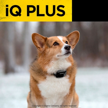 DOGTRA-IQ-PLUS