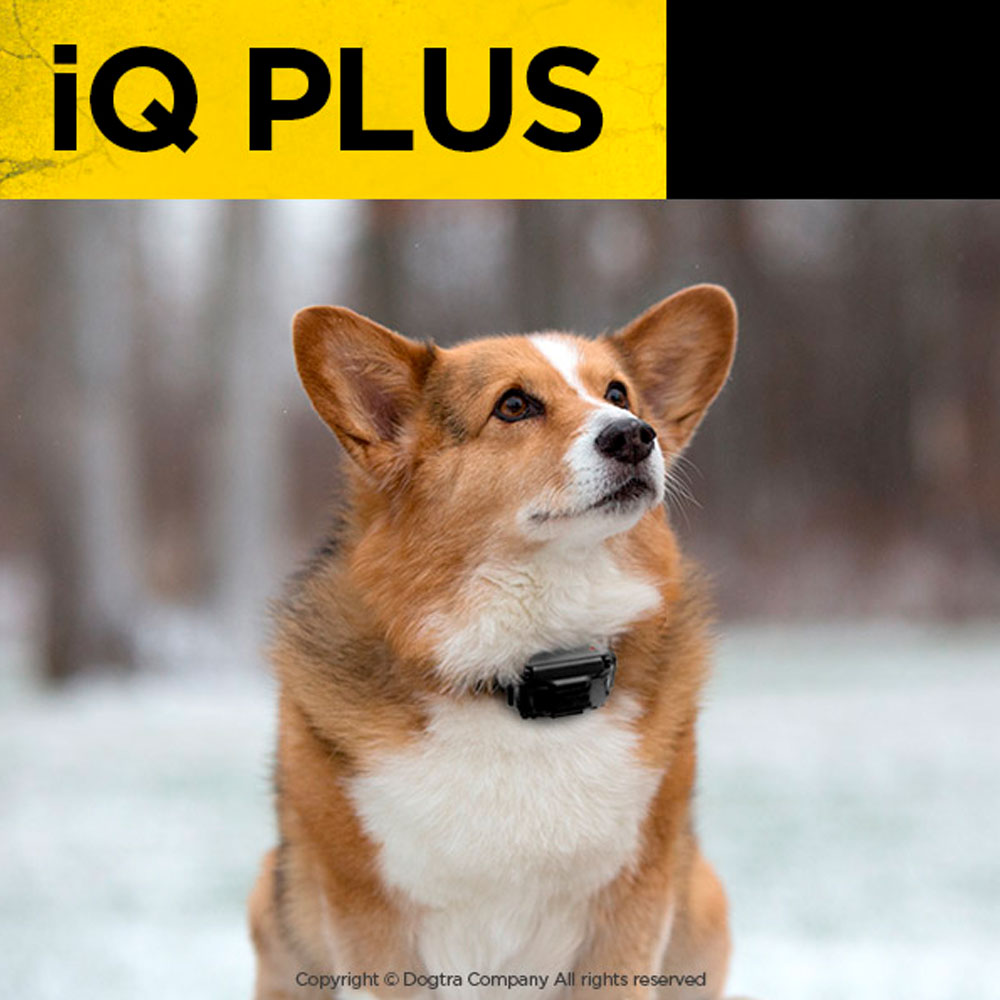 DOGTRA-IQ-PLUS