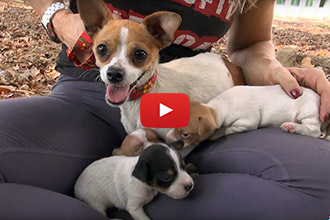 Dottie's Puppies Had A Slim Chance, Until Hope For Paws Saved The Day!