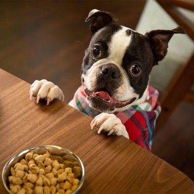 DR-MARTY-NATURES-BLEND-SMALL-BREED-16OZ
