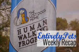 Dreams, Discrimination, Drama & More: Discover Why Dogs Dominated the News This Week with The EntirelyPets Weekly Recap (June 16-20, 2014)