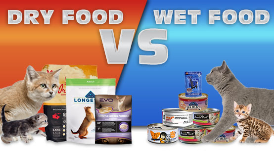 Dry vs Wet Cat Food