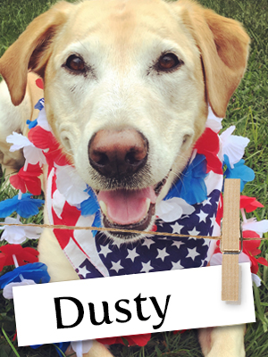 Dusty Is One Devoted Retriever You Have To Meet!