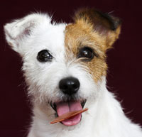 Easy Pet Tricks For Cats & Dogs