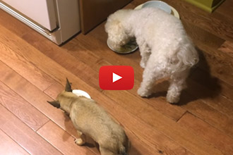 Eating Alone Is Not An Option For This Dog!