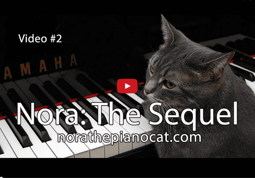 Enjoy the Musical Stylings of Nora the Feline Pianist!