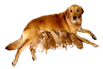 EntirelyPets Guide to Spaying and Neutering