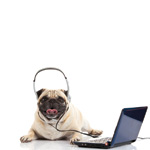 EntirelyPets Live Help