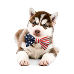 EntirelyPets Memorial Day Sale