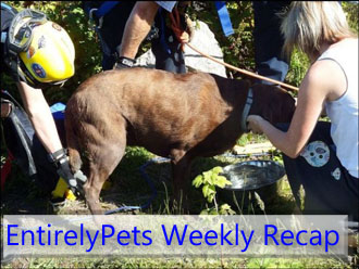 EntirelyPets Weekly Recap