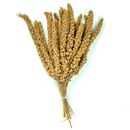 European Millet (5 lb)