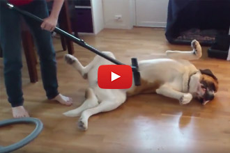 Ever Cleaned Your Dog With A Vacuum?