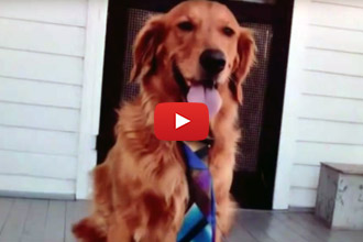 Ever Meet A Dog That Loves Doggy Daycare This Much?