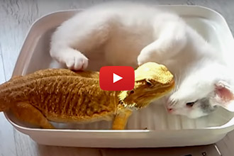 Ever See A Cat Cuddle With A Lizard?