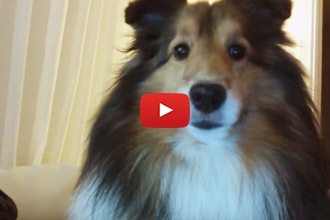 Ever Seen A Collie That Is Camera Shy?