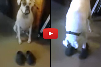 Ever Seen A Dog Put On His Own Shoes?