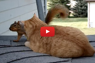 Ever Seen A Wrestling Match Between A Cat And Squirrel?