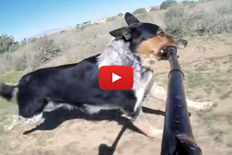 Ever Wonder What Happens When You Give A Dog A Selfie Stick?