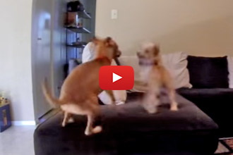 Ever Wonder What Your Dog Does When You Aren't Home?