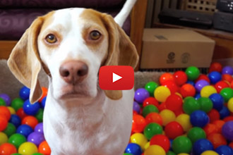 Every Wonder What To Get Your Dog On His Birthday?