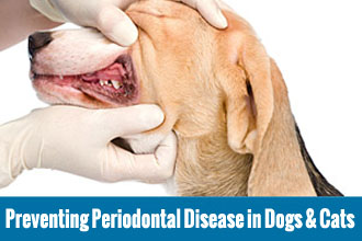 Everything You Will Ever Need to Know About Periodontal Disease  The Most Common Clinical Affliction in Adult Cats & Dogs