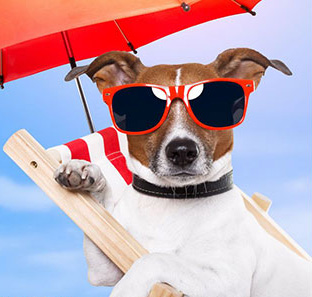 Everything Your Pet Needs For The Summer