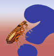 FAQ about Fleas and Ticks