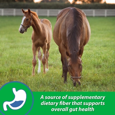 FARNAM-SANDCLEAR-NATURAL-PSYLLIUM-CRUMBLES-APPLE-MOLASSES-FLAVOR-3LB