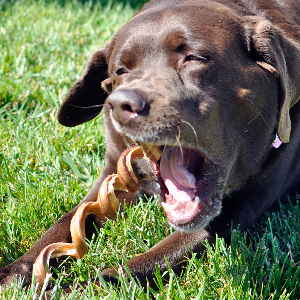 FATSPIZZLETWISTS72PK