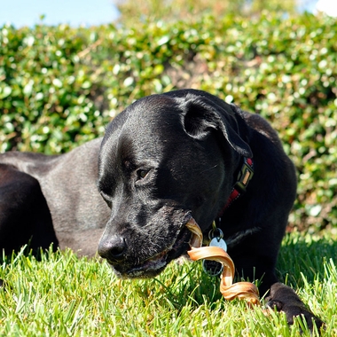 FATSPIZZLETWISTS72PK