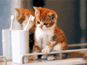 Feline Dental Disease