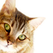 Feline Kidney Disease