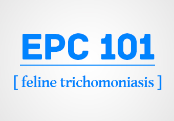 Feline Trichomoniasis and Parasites