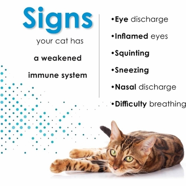 FELISYL-PLUS-L-LYSINE-FELINE-LIQUID-CHICKEN-FLAVOR-2-FLOZ