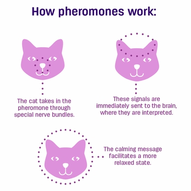 Graphic with title of how pheromones work