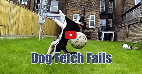 Fetch Isn't for Everyone- Watch These Dogs Fail at Fetch in This Hilarious Video!